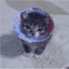 🐈-Cats-🐈 14