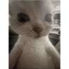 MEME KUCING 6