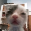 Gatos memes 14