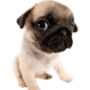 Animals 17