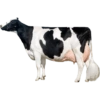 Packing Kurban Idul Adha🐄 🐂 7