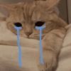 Gatos Tristes 😿 19