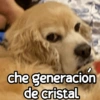 Perritos enojados 😡 🐶 5