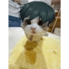 Gatas fofinha de perucas  20