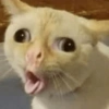 Gatos memes 12