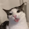Kucing random 7
