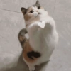 Gatitos bonitos 💗 6