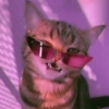 Gatitos apocalípticos 🙀 7