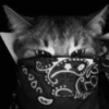 Gatitos apocalípticos 🙀 5