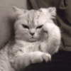 Kucing Gemoyyy 15