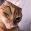 Gato shitpost 6