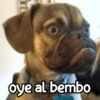 Perritos enojados 😡 🐶 15