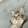 Gatitos bonitos 💗 8