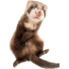 Animals 26