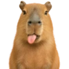 Capybara 🌻 14