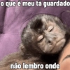 🐒 Macaco Direto e Sincero 24