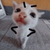 Kucing sigma 20