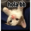 hola bb