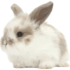 Animals 5