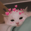 REAJA COM AMOR ❤️ 12