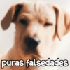 Perritos enojados 😡 🐶 9