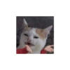 Memes engraçados de gatos 14