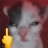 Gatitos cura Depresión😸😽 5