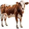 Packing Kurban Idul Adha🐄 🐂 6