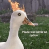 Reações + patinhos 🦆 10