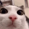 🌈🐈‍⬛✨️Gatos Funny Mood✨️🐈‍⬛🌈 6