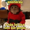 🐒 Macaco Direto e Sincero 26