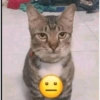 Kucing sigma 17