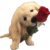 Reações cachorros 9