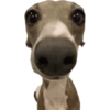 Reações cachorros 8