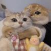 🧿Animalitos Cute para  Chat🐈🐶 27