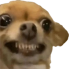 Reações cachorros 12