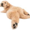 Animals 12