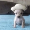Dogs. | @ocenferios  Haki. 8