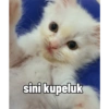 Yukki - kucing tengil pt.1 20