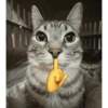 Cat meme 🐱 10