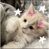 Kucing Lucu 12