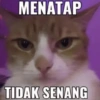 Kucing sigma 9