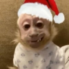 Monos navideños😜😙 5