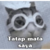 KUCING LUCU 5