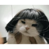 Gatas fofinha de perucas  21