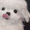 🧿Animalitos Cute para  Chat🐈🐶 16