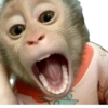 Macaquinhos memes  12 😱