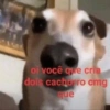 oi você que cria dois cachorro cmg que