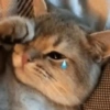🌈🐈‍⬛✨️Gatos Funny Mood✨️🐈‍⬛🌈 11