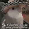 Animalitos para el chat pt.2💕 9